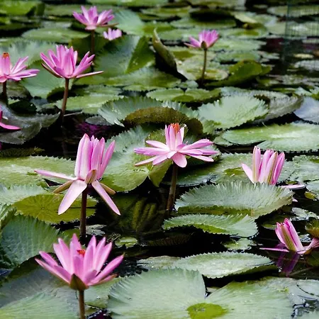 Hotel Ensana Trajan Piest'any